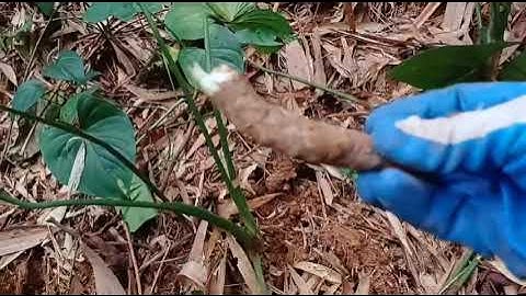 Món quà vô giá của núi rừng ban tặng, cây niên kiện người hay đi rừng cần phải biết.