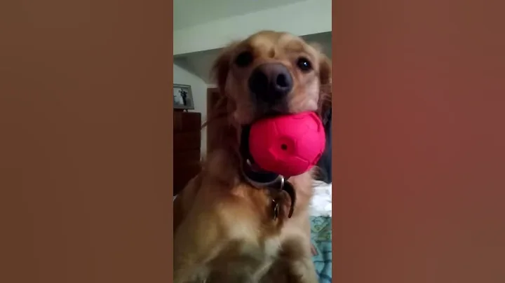 Our dog Snickers playing with the ball her Aunt Ju...