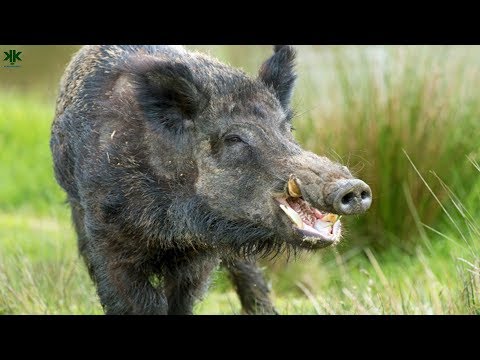 Video: Bir Domuz Nasıl Beslenir