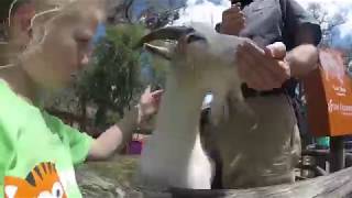 Kids Love ZooTampa Summer Camps!
