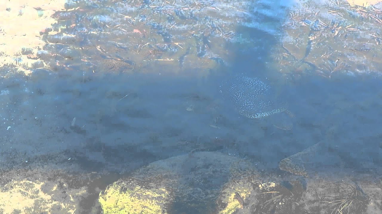 ScuppernongSpringsTurtle2 - YouTube