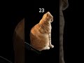 If you click the like button, it will turn into a cat 