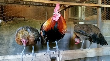 Red Jungle Fowl Hybrid 2019, qaib qus txuam qaib dib