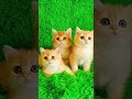 Рыжик Пыжик: Самый секретный секрет этого кота