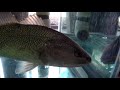 Transitioning redfish aka red drum or sciaenops ocellatus from salt to fresh water new 300 gal tank