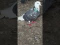 Subscribe 🙏#pigeon #kabootar #birds #pigeonlover #kabutarbazi  #kabootarloft05 #kabutar #kabootarba