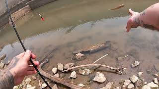 Taking Some Red Worms Down To the Ohio River!!!