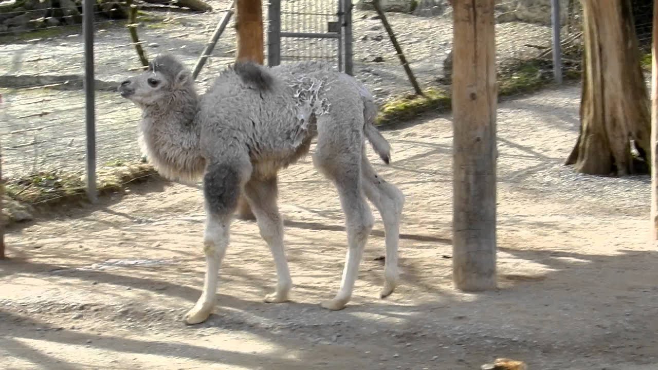 ラクダの こぶ の中身ってなに 実は食べられます 動画 雑学カンパニー