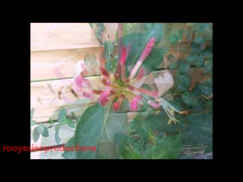 Video: Oleander (46 Foto's): Beskrywing En Verbouing Van 'n Binnenshuise Blom, Plant Voortplantingsmetodes, Gewone, Terry En Ander Soorte, Snoei