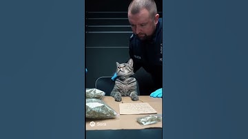 The Police Arrested The Cat 👮😾 #Shorts #Police #Cat #Funny #CatNip