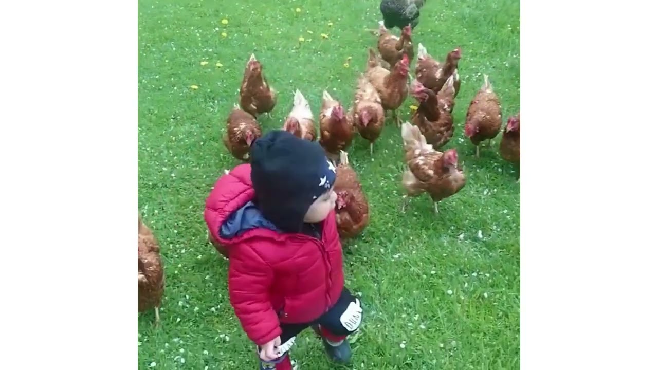 Top Viral Funniest Human vs Animal.