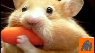 Funny Cute Hamsters Stuffing their cheeks by Crazy Gorilla 24,801 views 4 years ago 3 minutes, 1 second