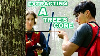 Tree Time Travel: Unlocking the Secrets of Tree Age through Core Sampling