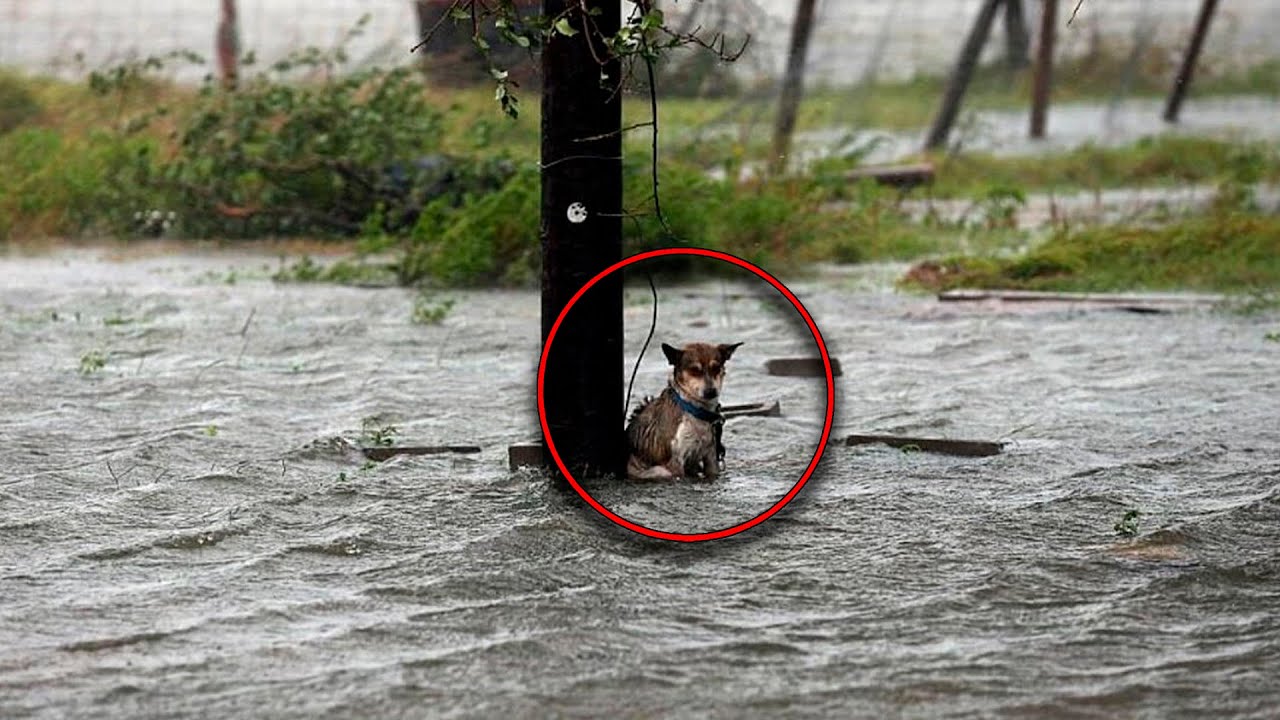 Dog Left Tied To A Power Pole In The Flood When Rescued, It Guided Us ...