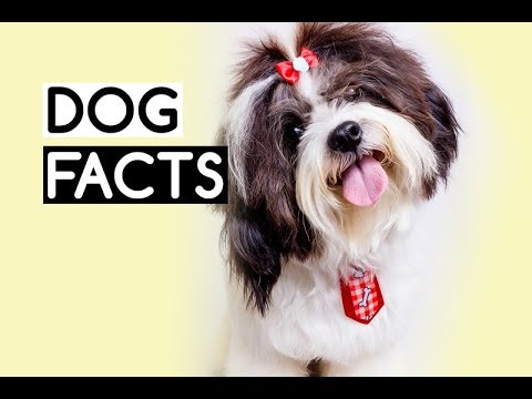 10 amazing facts about dogs