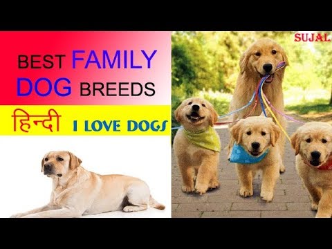 that youtube family dog breed