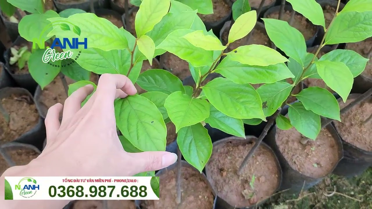 🔍 Cách Nhận Biết Hồng Tứ Quý Thanh Hóa Chuẩn F1 | Tránh Mua Phải Cây Dại