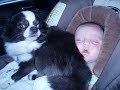 Chihuahua Babysitting Dogs Take Care And Playing with Babies - Dog is trusted friend of Baby
