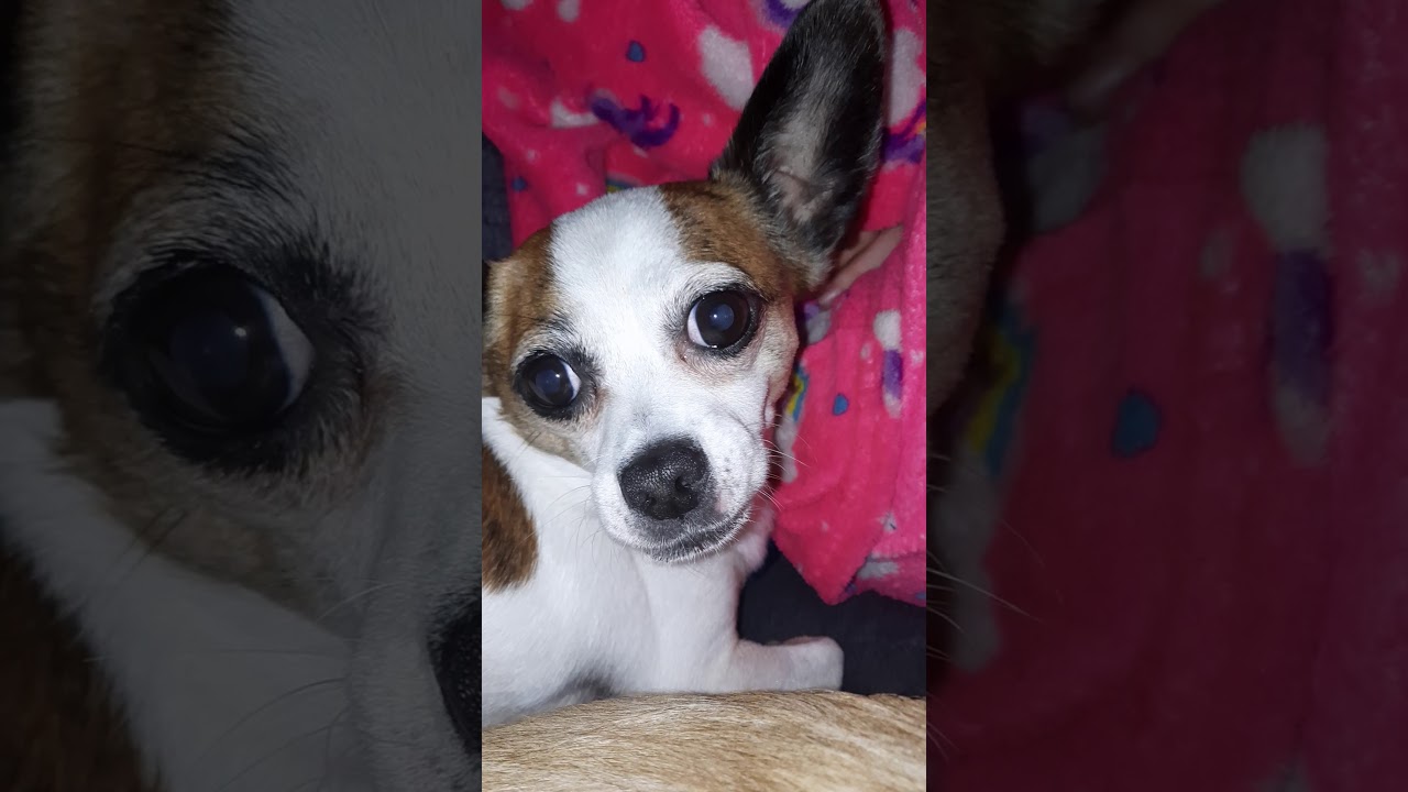 buddy the angry chihuahua