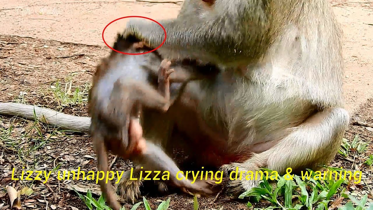 petco hours LIZZY UNHAPPY WITH BABY LIZZA SO ALERTED, ANGRY & CRYING DRAMA THEN WARNING & DISCIPLINING HER.