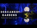 Descanso Gardens- Enchanted: Forest of Lights 2021