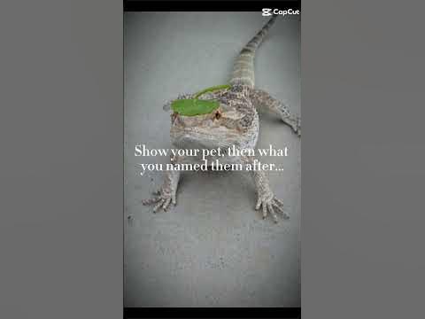His name is Sol, which means sun in spanish! - YouTube