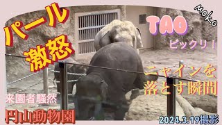 【タオちゃん】ビックリ【パールママ】が【ニャイン】をプールへ落とした瞬間