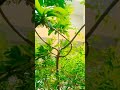 #viralvideo #nature #love #lifeisbutadream #foryou #allah