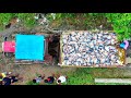 Roopchand fish catching in the fish farm