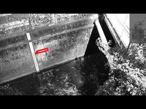 奈良橋川 日月橋下流 のライブ映像