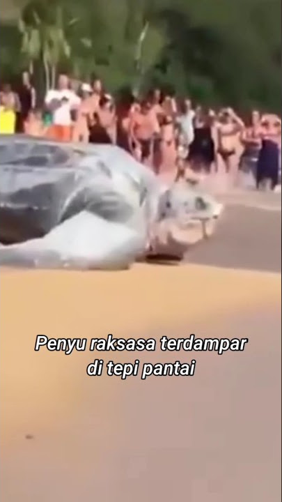 Penyu Raksasa terdampar di tepi pantai | #viral #trending #heboh #shorts