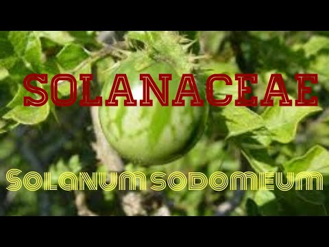 Vidéo: Famille Des Solanacées