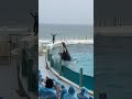 FISH&👏👆🐬😱#fishing #fishstarter #shortvideofish #shortsfisheavideo🌊 #shortvideo #🌊👏👆🐬😱