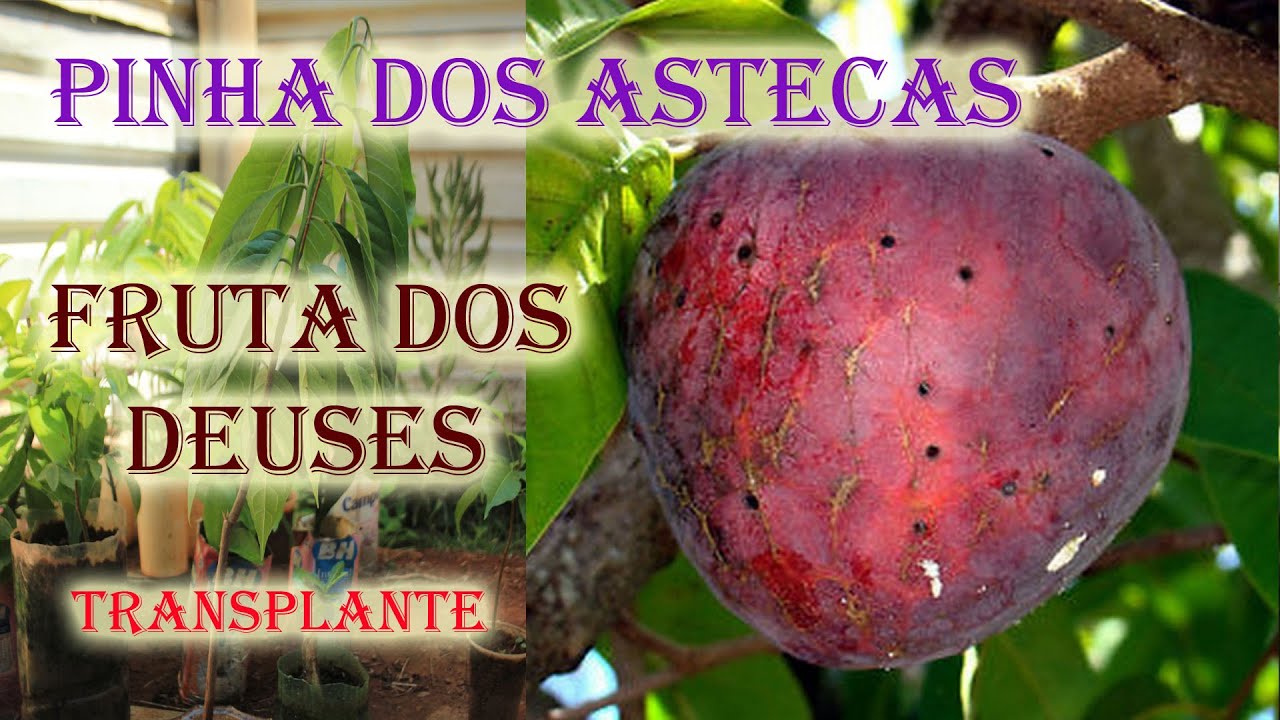 Pinha vermelha Asteca. Fruta dos Deuses Asteca , Plantio de muda raríssima. fruta exotica.