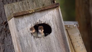 Hooded Mergansers Big Leap