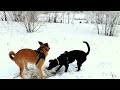 Cachorro divertido