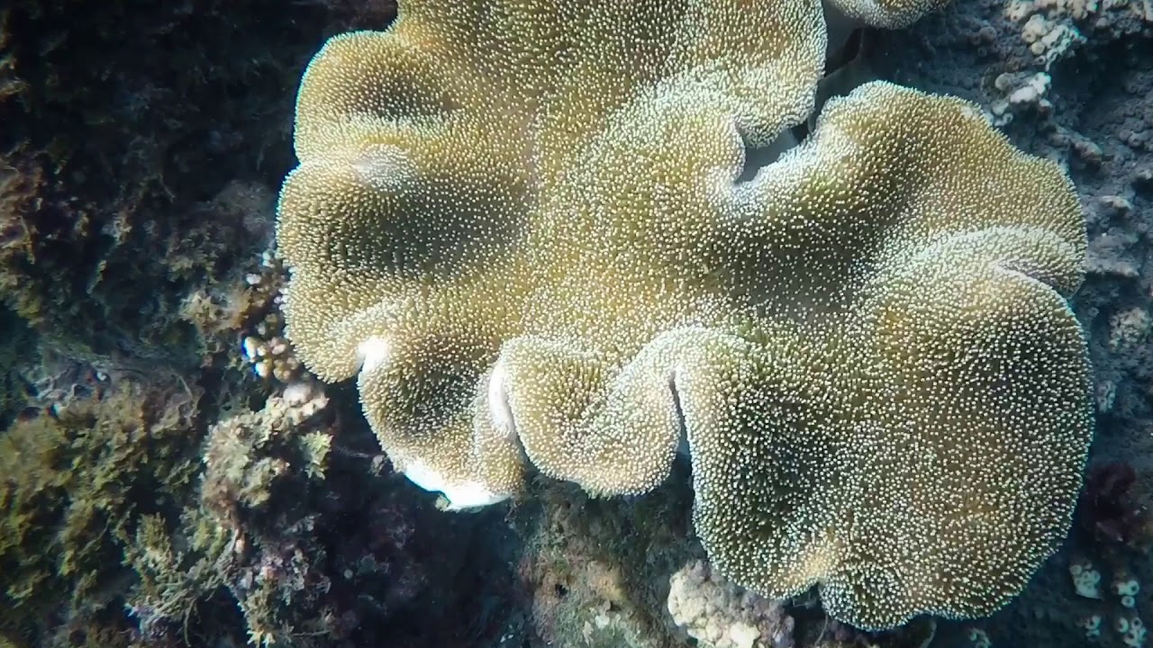 南方澳豆腐岬珊瑚海潛水 宜蘭潛水