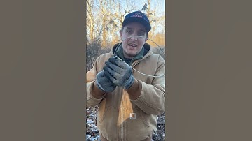 What happens if a deer gets caught in a snare? #predators #deerhunting #trapping