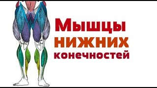 Видео-урок по анатомии. Мышцы нижней конечности(http://vk.com/uaanotomiya., 2015-01-26T14:33:35.000Z)