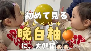 【双子】初めての晩白柚🍊