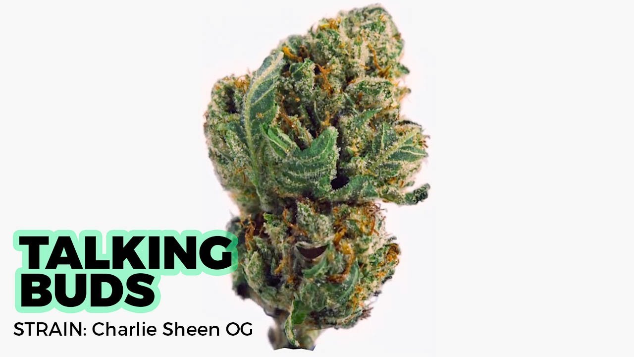 Meet Charlie Sheen OG | TALKING BUDS