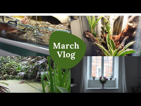 March Vlog: The Eden Project, Non-Fiction Reads and Tree Frogs