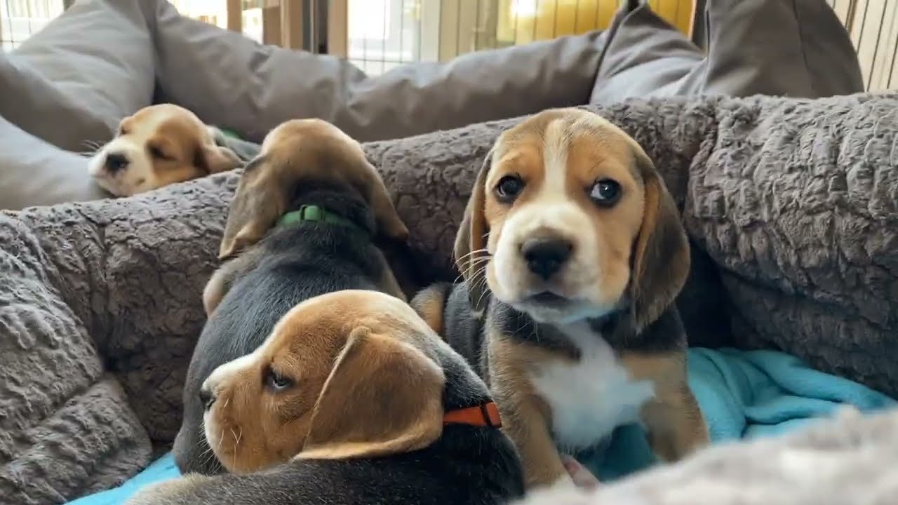 The Cutest Beagle Puppies EVER!