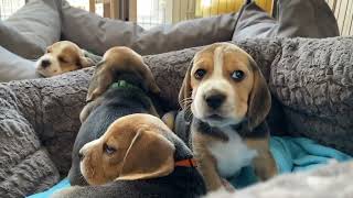 The Cutest Beagle Puppies EVER!