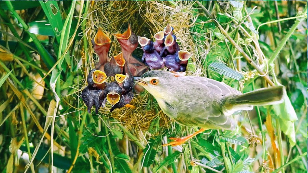 Unbelievable! Cuckoo Baby All Rufous Treepie Babie Out of the Nest # ...
