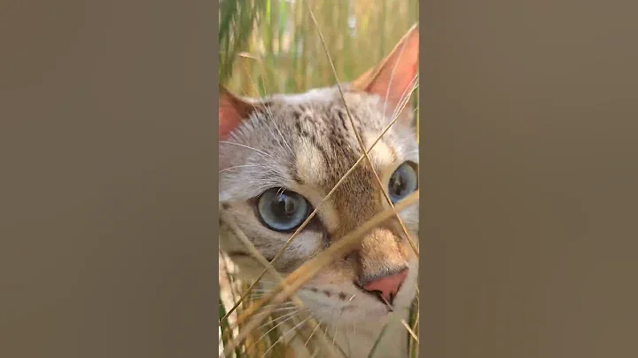 Watch the video about Rare white bengal cat found in Garden of Eden #cat #funny #cute #pets #love #bigcatweek