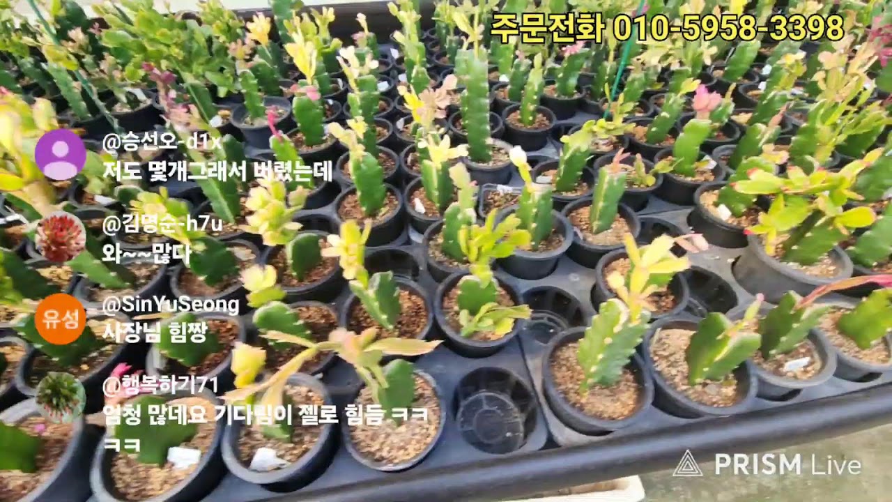 26.3.10#공주농원 수입게발 다육식물 라이브 방송