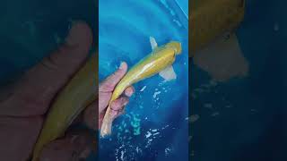 Youmeikoi 100%import Japanese koi Size 28cm  - ❤️Yamabuki ogon from izumiya koi farm