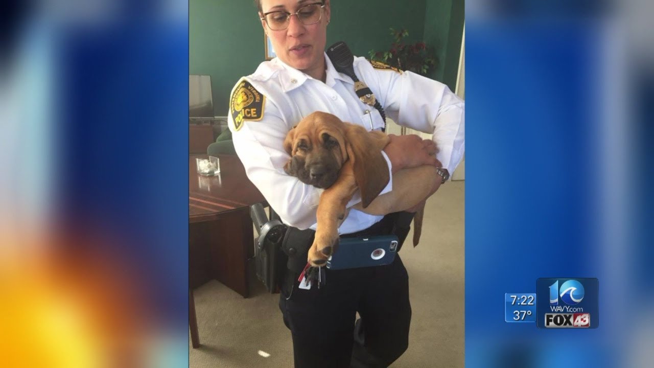 Portsmouth PD's newest K9 needs a name YouTube