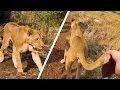 TAKING BIG LIONS FOR A WALK